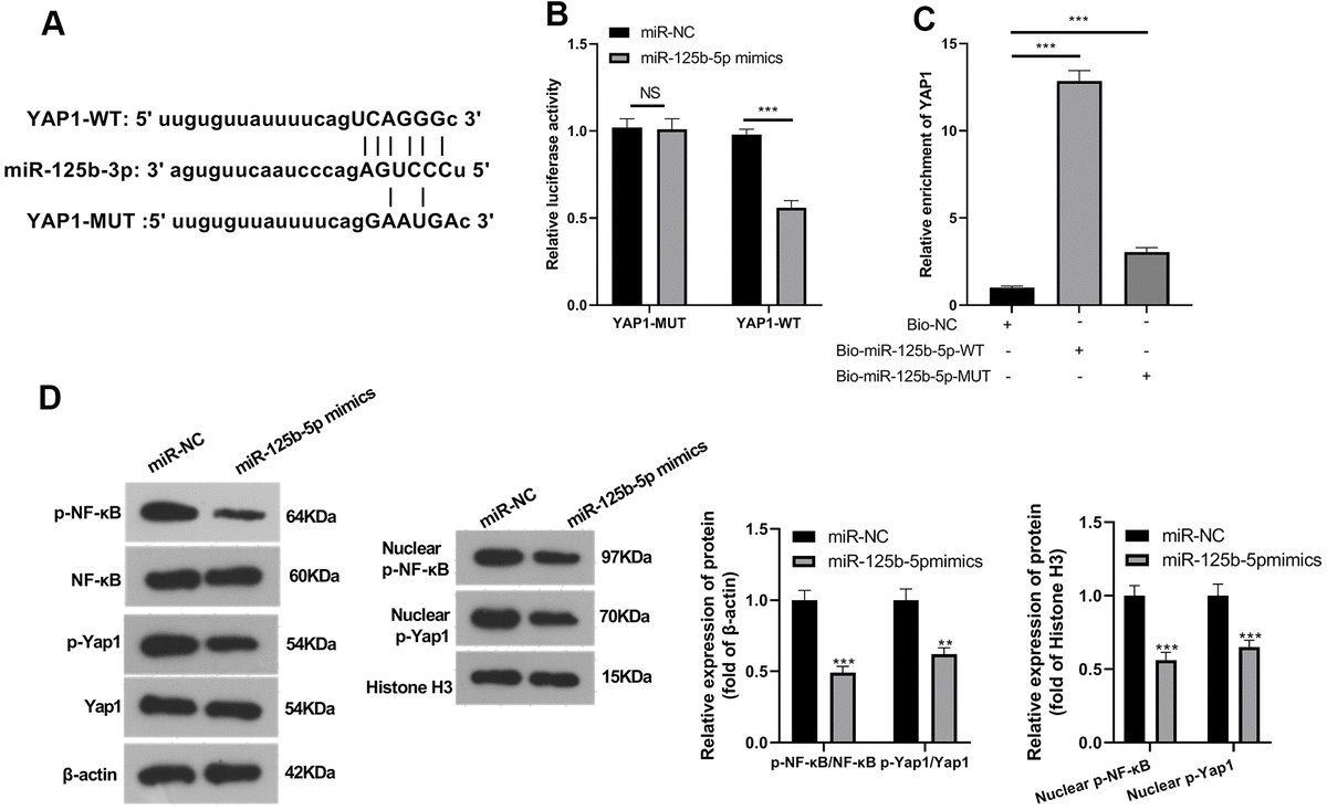 Upregulation Of MiR-125b-5p Relieves Chondrocyte Inflammation And ...