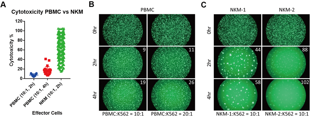 NKM cells have very high in vitro cytotoxicity. (A) The cytotoxicity of PBMCs and NKM cells. The cytotoxicity of 9 PBMCs (incubation for 2 h) and 28 PBMCs (incubation for 4 h) was obtained. The cytotoxicity of 198 NKM cells (incubation for 2 h) was obtained. (B, C) Labeled target cells (K562 cancer cells) were killed by effector cells (PBMC or NKM). The number on the upper right shows the cytotoxicity of effector cells. The ratio of effector cells: target cells was 10:1 or 20:1, and the incubation time was 2 h or 4 h.