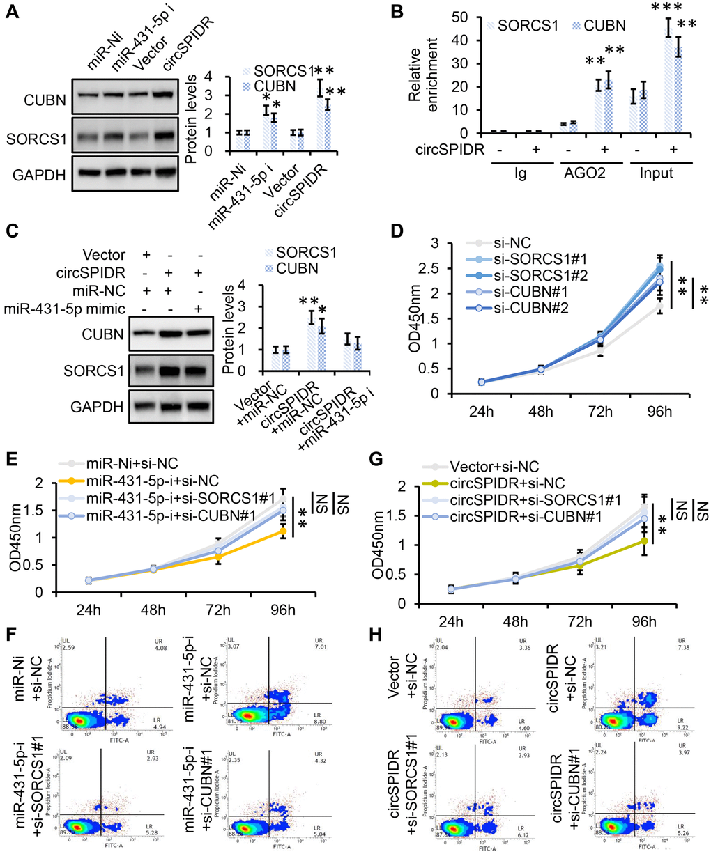 SORCS1 and CUBN are the functional targets of circSPIDR/miR-431-5p signaling. (A) Western blot analysis of SORCS1 and CUBN protein levels in CADC cells transfected with miR-431-5p inhibitors or the circSPIDR expression vector. (B) AGO2-RIP was performed using an anti-AGO2 antibody in HeLa cells transfected with circSPIDR or the vector. Then, qRT-PCR was used to assess and the enrichment of SORCS1 and CUBN. (C) Western blot analysis of SORCS1 and CUBN protein expression in CADC cells co-transfected with circSPIDR and miR-431-5p mimics. (D) CCK-8 assay in SORCS1- or CUBN-knockdown HeLa cells. (E, F) CCK-8 assay (E) and apoptosis assay (F) in HeLa cells following miR-431-5p inhibition and SORCS1 or CUBN knockdown. (G, H) CCK-8 assay (G) and apoptosis assay (H) in HeLa cells following circSPIDR overexpression and SORCS1 or CUBN knockdown. NS, not significant; *P **P ***P 