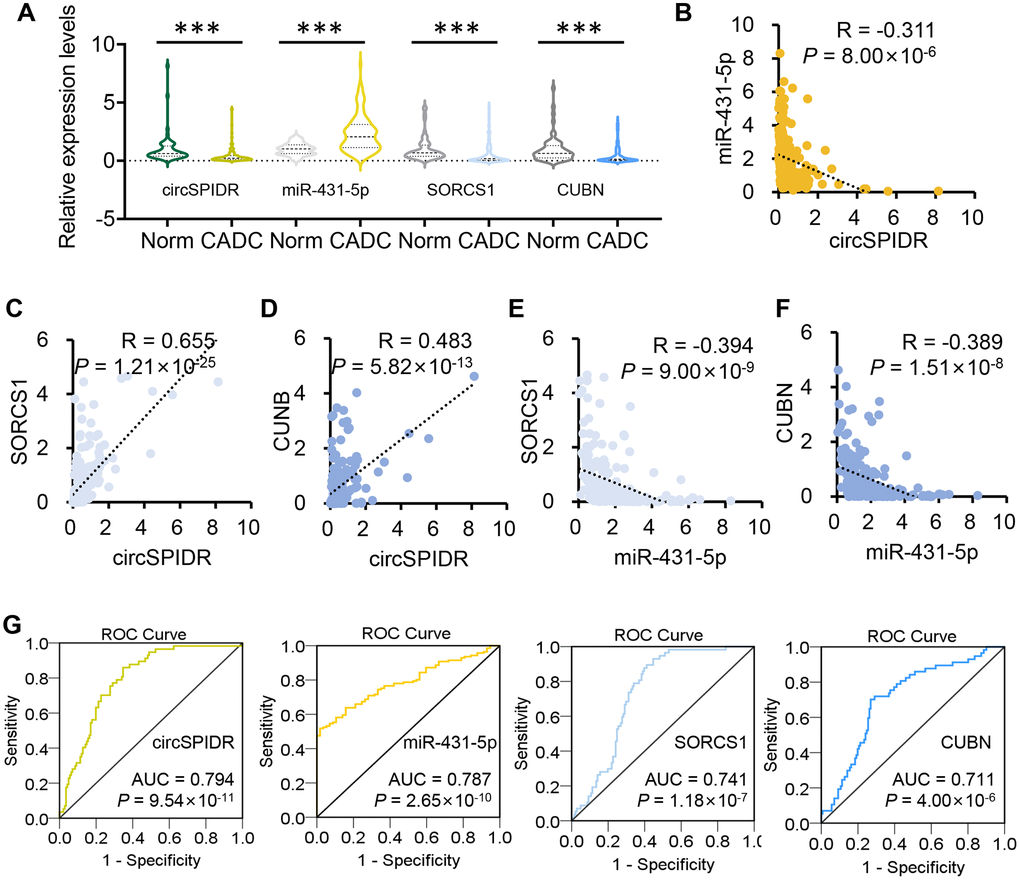 The clinical value of circSPIDR, miR-431-5p, SORCS1 and CUBN expression in CADC tissues. (A) Violin plots showing circSPIDR, miR-431-5p, SORCS1 and CUBN levels determined using qRT-PCR in 57 normal cervical tissues and 141 CADC tissues. (B–D) Pearson correlation analysis between circSPIDR levels and miR-431-5p (B), SORCS1 (C), CUBN (D) levels. (E, F) Pearson correlation analysis between miR-431-5p levels and SORCS1 (E) or CUBN (F) levels. (G) ROC curve analysis of circSPIDR, miR-431-5p, SORCS1 and CUBN detection for CADC diagnosis. ***P 