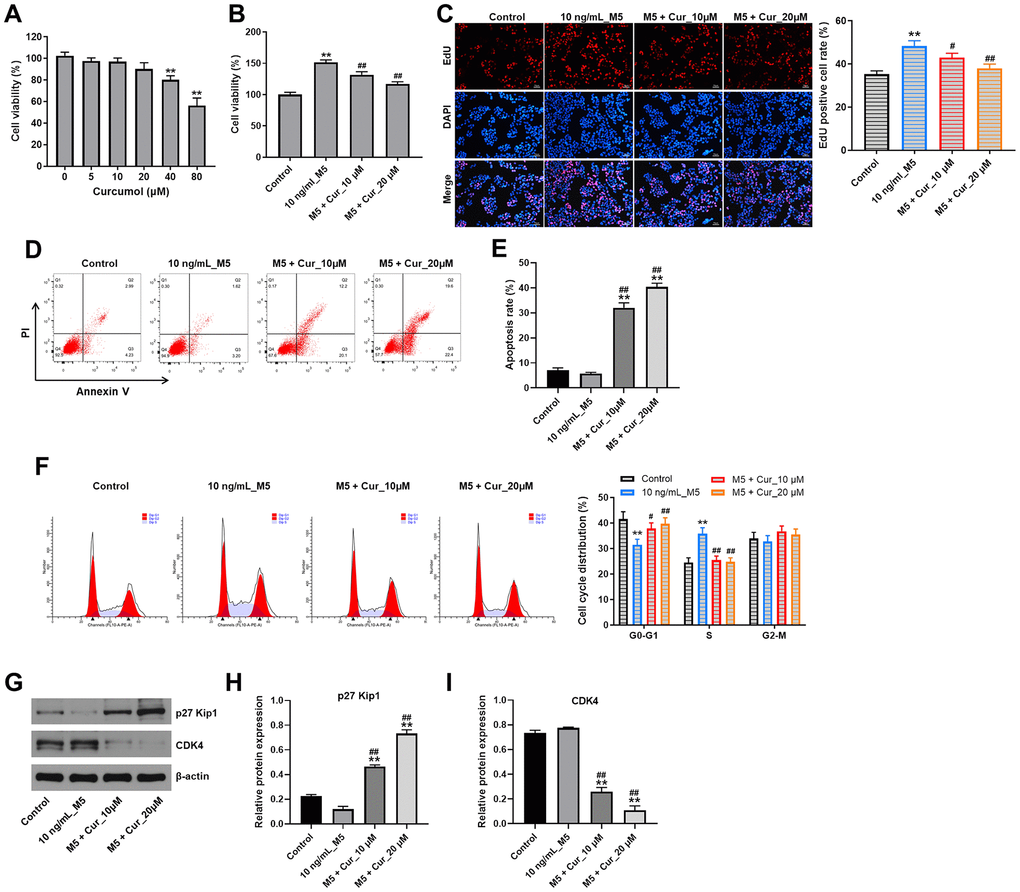 Curcumol inhibits proliferation and cell cycle progression and promote apoptosis in stimulated human keratinocytes. (A) CCK-8 cell viability assay in NHEK cells treated with curcumol (0, 5, 10, 20, 40 or 80 μM) for 24 h. (B) CCK-8 cell viability assay in NHEK cells pre-incubated with curcumol (10 or 20 μM) for 24 h, and stimulated with 10 ng/mL of M5 mix for 24 h. (C) Relative fluorescence levels were quantified by EdU and DAPI staining. (D, E) Flow cytometer assay was used to analyze cell apoptosis. (F) Cell cycle distribution was measured by flow cytometry. (G–I) Western blot was performed to measure the expressions of p27 Kip1 and CDK4 in NHEK cells. **P#P##P