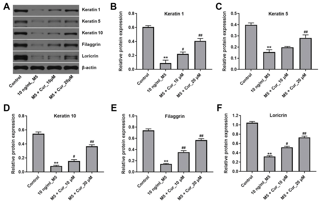 Curcumol promotes differentiation in M5-stimulated NHEK cells. NHEK cells were treated with curcumol (10 or 20 μM) for 24 h, and then stimulated with M5 (10 ng/mL) for 24 h. (A) Expression of keratin 1, keratin 5, keratin 10, filaggrin and loricrin in NHEK cells was analyzed by western blotting. (B–F) The relative expression of keratin 1 (B), keratin 5 (C), keratin 10 (D), filaggrin (E), and loricrin (F) quantified via normalization to β-actin. **P#P##P