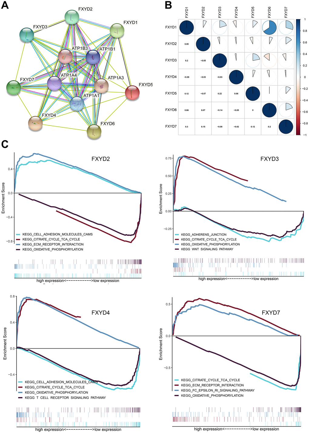 (A) Protein–protein interaction network among FXYD gene family members. (B) Correlations between FXYD family genes. (C) Kyoto Encyclopedia of Genes and Genomes (KEGG) enriched pathways associated with FXYD2, FXYD3, FXYD4 and FXYD7 in GSEA.