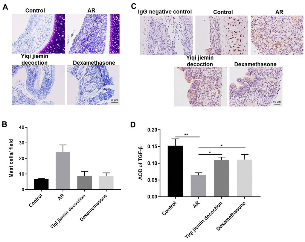 YJD treatment reduces inflammation in the nasal mucosal tissues of AR model guinea pigs. (A) Toluidine blue staining of nasal mucosal samples from control, AR model, AR model plus YJD, and AR model plus dexamethasone groups. (B) The histogram plots show the percentage of mast cells in the nasal mucosal samples from the control, AR model, AR model plus YJD, and AR model plus dexamethasone groups based on toluidine blue staining. The samples were analyzed independently by 3 pathologists based on five different staining views. *P C) IHC staining of nasal mucosal samples from control, AR model, AR model plus YJD treatment, and AR model plus dexamethasone treatment groups using the anti-TGF-β antibody (magnification: 200×). IgG staining was used as negative control. (D) The histogram plots show average optical density (AOD) of TGF-β expression in the nasal mucosal samples from control, AR model, AR model plus YJD, and AR model plus dexamethasone groups. *P 