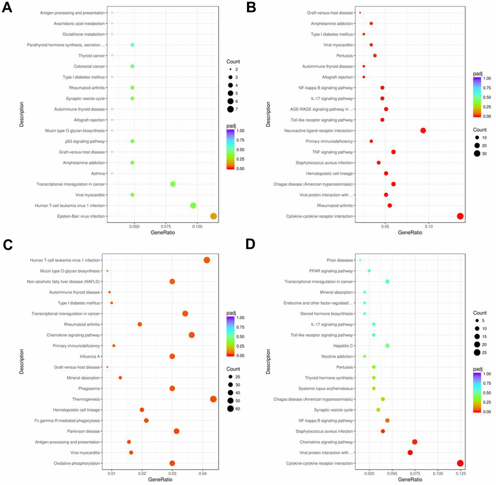 KEGG pathway enrichment analyses of DEGs in the nasal mucosal tissues of AR model guinea pigs treated with YJD or dexamethasone. Top 20 KEGG pathways based on the functional enrichment analysis of DEGs for the (A) control vs. AR model, (B) control vs. AR model plus YJD, (C) AR model vs. AR model plus dexamethasone, and (D) AR model vs. AR model plus YJD groups.