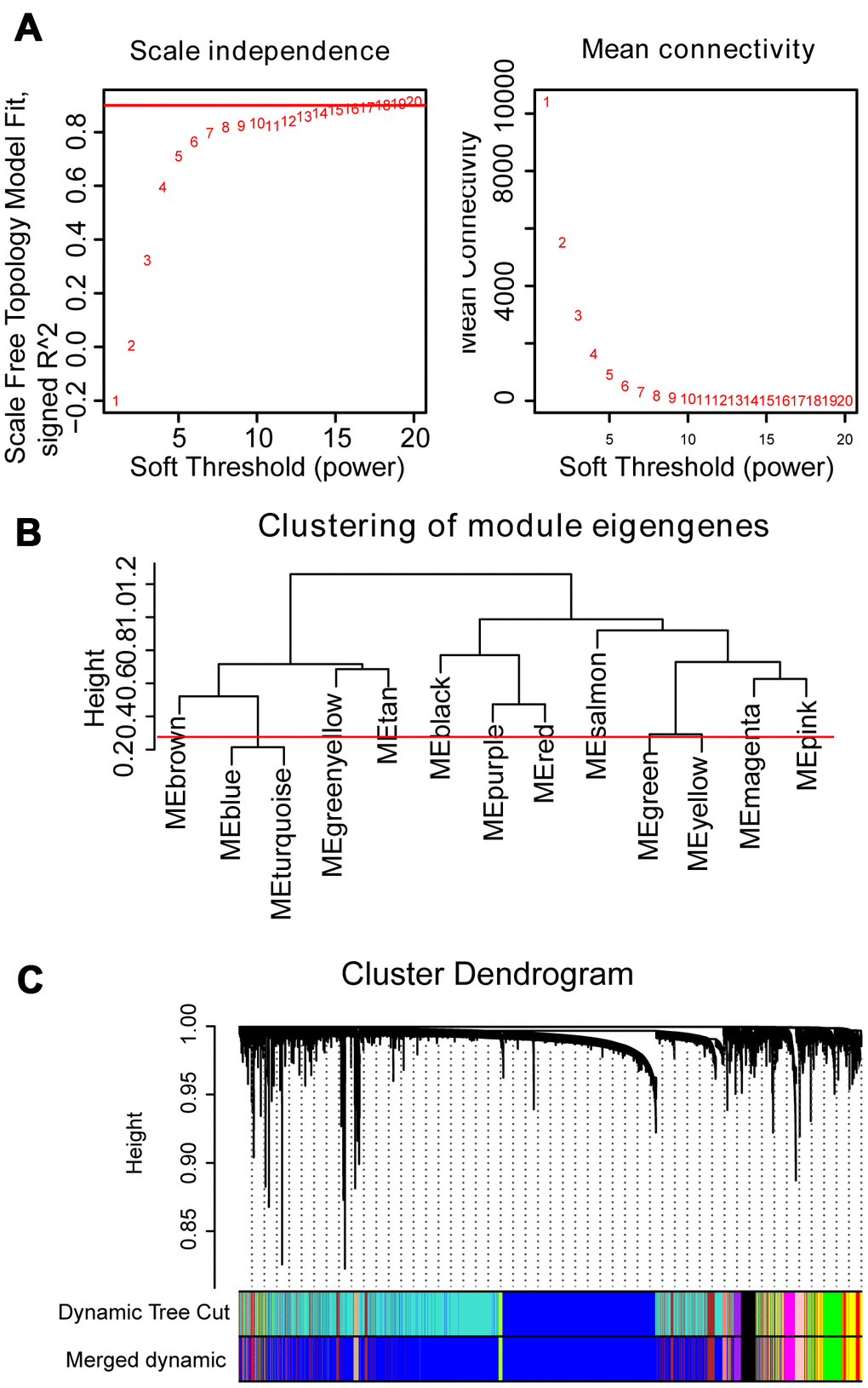 WGCNA constructs a gene network related to the status of MM. (A) Analysis of the scale-free fit index and mean connectivity for various soft-thresholding powers. The red line indicates the appropriate scale-free topology fit index at 0.9. The best β value was estimated at 0.9. (B) Dendrogram of consensus module eigengenes obtained by WGCNA on the consensus correlation. The red line at 0.25 indicates the merge threshold; groups of eigengenes below the threshold represent modules whose expression profiles were merged owing to their similarity. (C) Merged modules were identified by the Dynamic Tree Cutting method of WGCNA. Each module is assigned a color as an identifier. According to the correlation between the modules, twelve modules are generated after the merge.