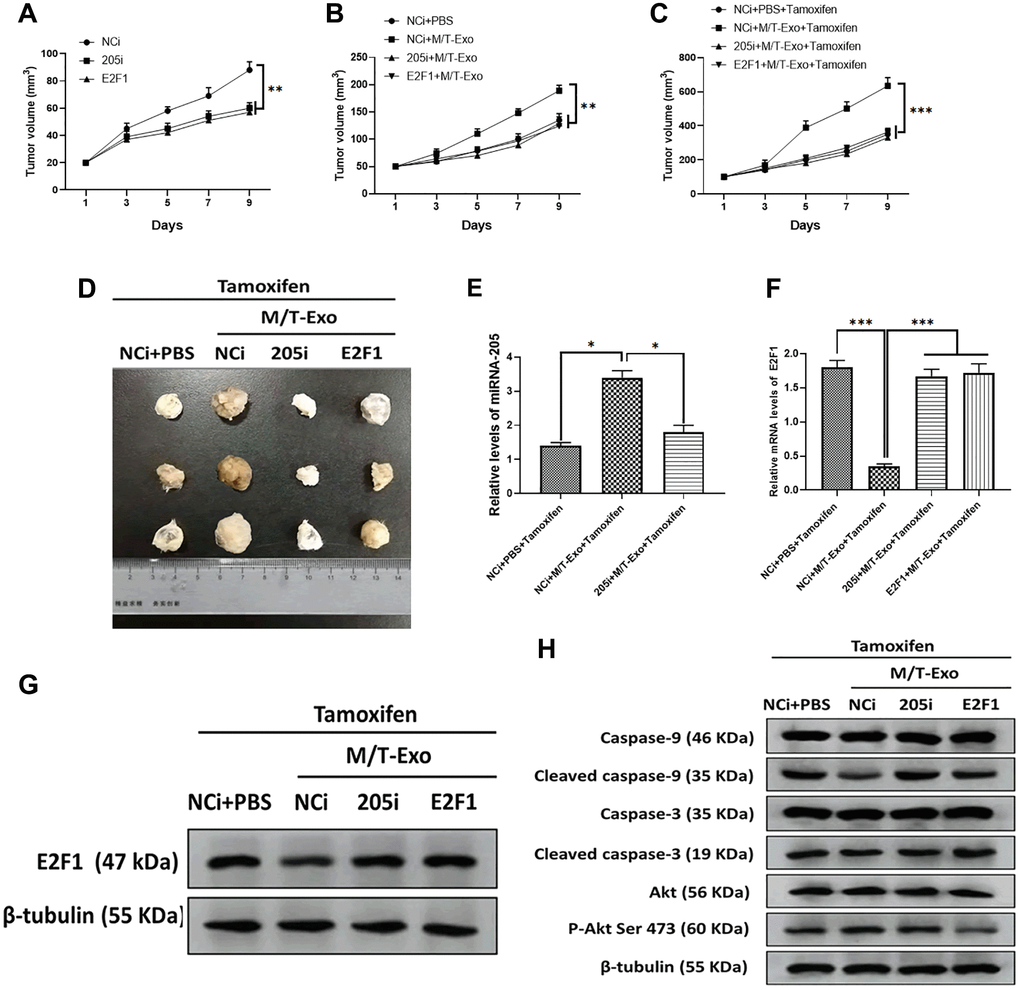 M/T-Exo miRNA-205 enhances the tamoxifen resistance in vivo. (A) Tumor growth curves of mice injected with the negative control miRNA-205 inhibitor (NCi), miRNA-205 inhibitor (205i), or lentiviral vector carrying E2F1 (E2F1). (B) Tumor growth curves of mice injected with M/T-Exo when the tumor size was around 50 mm3. (C) Tumor growth curves of mice injected with tamoxifen when the tumor size was around 100 mm3. (D). Representative images of the tumor. (E) After all treatments, the expression of miRNA-205 in tumors of mice on day 9 post-tamoxifen treatment. (F–G). The mRNA and protein expressions of E2F1 in tumors of mice on day 9 post-tamoxifen treatment. (H). The protein expressions of cleaved caspase-9 and caspase-3, Akt, and the phosphorylation of Akt at Ser 473 (p-Akt Ser 473) in tumors of mice on day 9 post-tamoxifen treatment. Values are means ± SD. *P **P ***P 