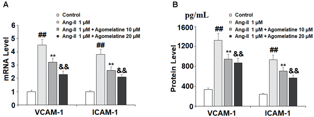 The effects of agomelatine in Ang II-induced expression of VCAM-1 and ICAM-1 in HUVECs. HUVECs were treated with Ang II (1 μM) with or without agomelatine (10, 20 μM) for 24 h. (A) mRNA levels of VCAM-1 and ICAM-1; (B) Protein of VCAM-1 and ICAM-1 (##, **, &&, P