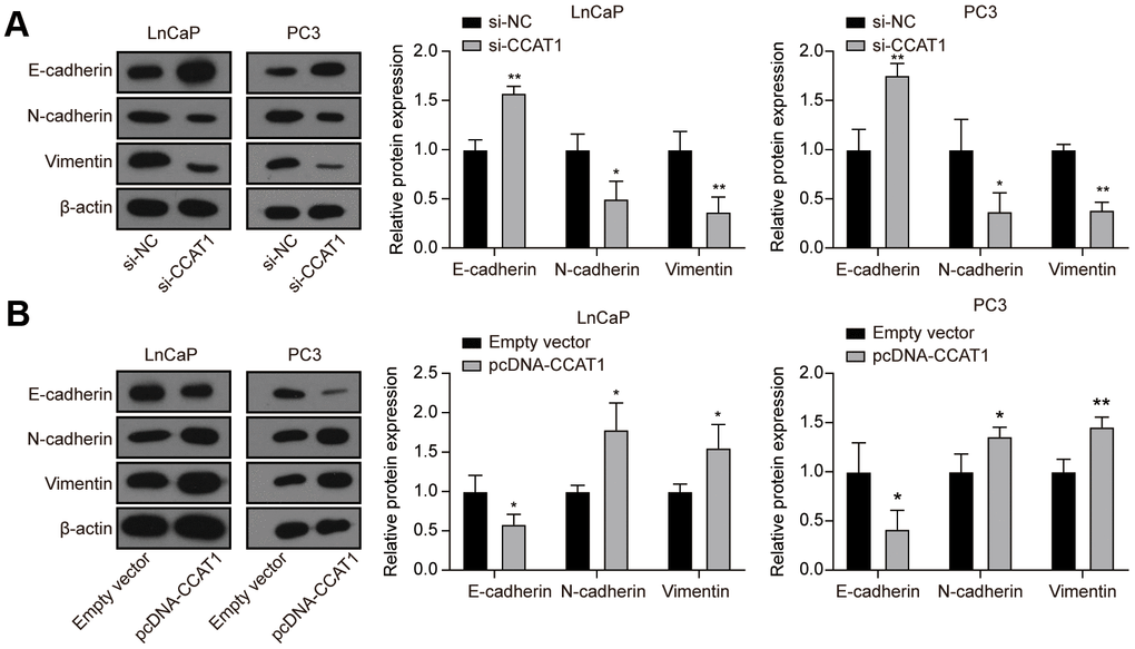 Knockdown of CCAT1 up-regulated the expression of E-cadherin, while down-regulated the expression of N-cadherin and Vimentin. (A) The protein levels of E-cadherin, N-cadherin, and Vimentin in LnCaP and PC3 cells after si-CCAT1 transfection. (B) The protein levels of E-cadherin, N-cadherin, and Vimentin in LnCaP and PC3 cells after pcDNA-CCAT1 transfection. *P P 