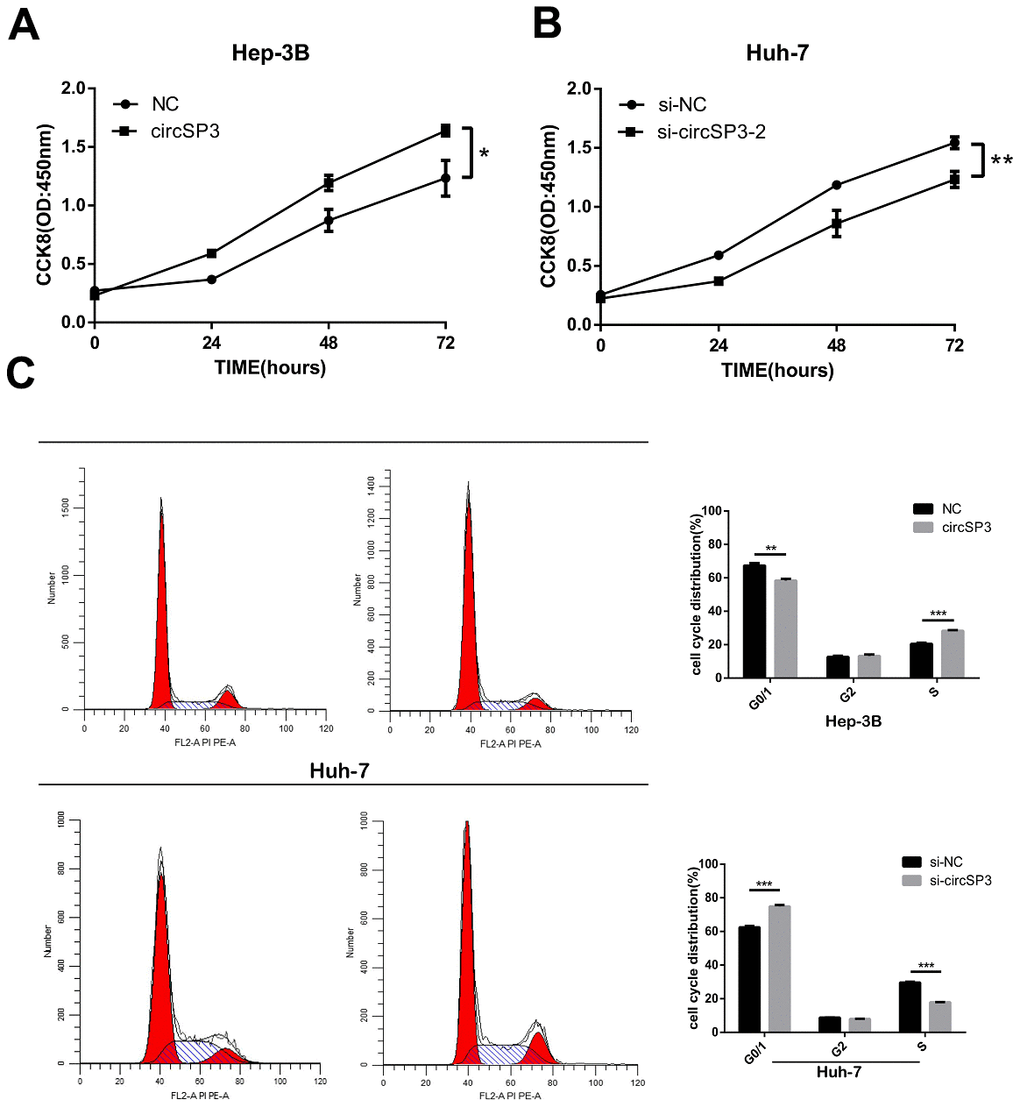CircSP3 induced HCC cell proliferation in vitro. (A) A CCK-8 assay was performed to assess cell proliferation when circSP3 was overexpressed in Hep-3B cells. (B) A CCK-8 assay was performed to assess cell proliferation when circSP3 was knocked down in Huh-7 cells. (C) The cell cycle was analyzed using flow cytometry when circSP3 was overexpressed or knocked down. *p