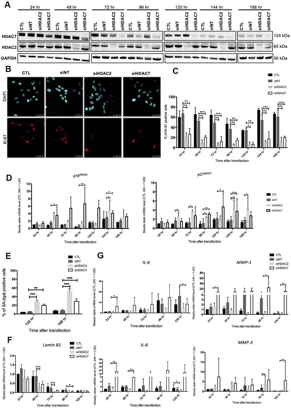 Knockdown of HDAC2 or HDAC7 induces senescence in AG04431 cells. Cells at early passage were transfected with control siRNA (non target, siNT), HDAC2 siRNA (siHDAC2) or HDAC7 siRNA (siHDAC7) during 24 hr and biomarkers of senescence were analysed every day during 7 days. (A) Representative Western blots showing HDAC2 and HDAC7 total protein abundance at different times (24-168 hr) after siRNA transfection. GAPDH was used as loading control. (B) Representative confocal images of cells labelled with Ki-67 staining (red) and DAPI (nucleus staining, blue) (scale bar = 50 μM). (C) Percentage of Ki-67-positive cells. (D) Steady-state mRNA level of p16INK-4a and p21WAF-1. GAPDH was used as a housekeeping gene. Results are expressed as fold induction in comparison to control fibroblasts at 24 hr. (E) Percentage of SA-βgal positive cells. (F) Steady-state mRNA level of Lamin B1. GAPDH was used as a housekeeping gene. (G) Steady-state mRNA level of IL-6, IL-8, MMP-1 and MMP-3. GAPDH was used as housekeeping gene. Results are expressed as fold induction in comparison to control fibroblasts at 24 hr. Statistical analyses were performed using an ANOVA II (*: p