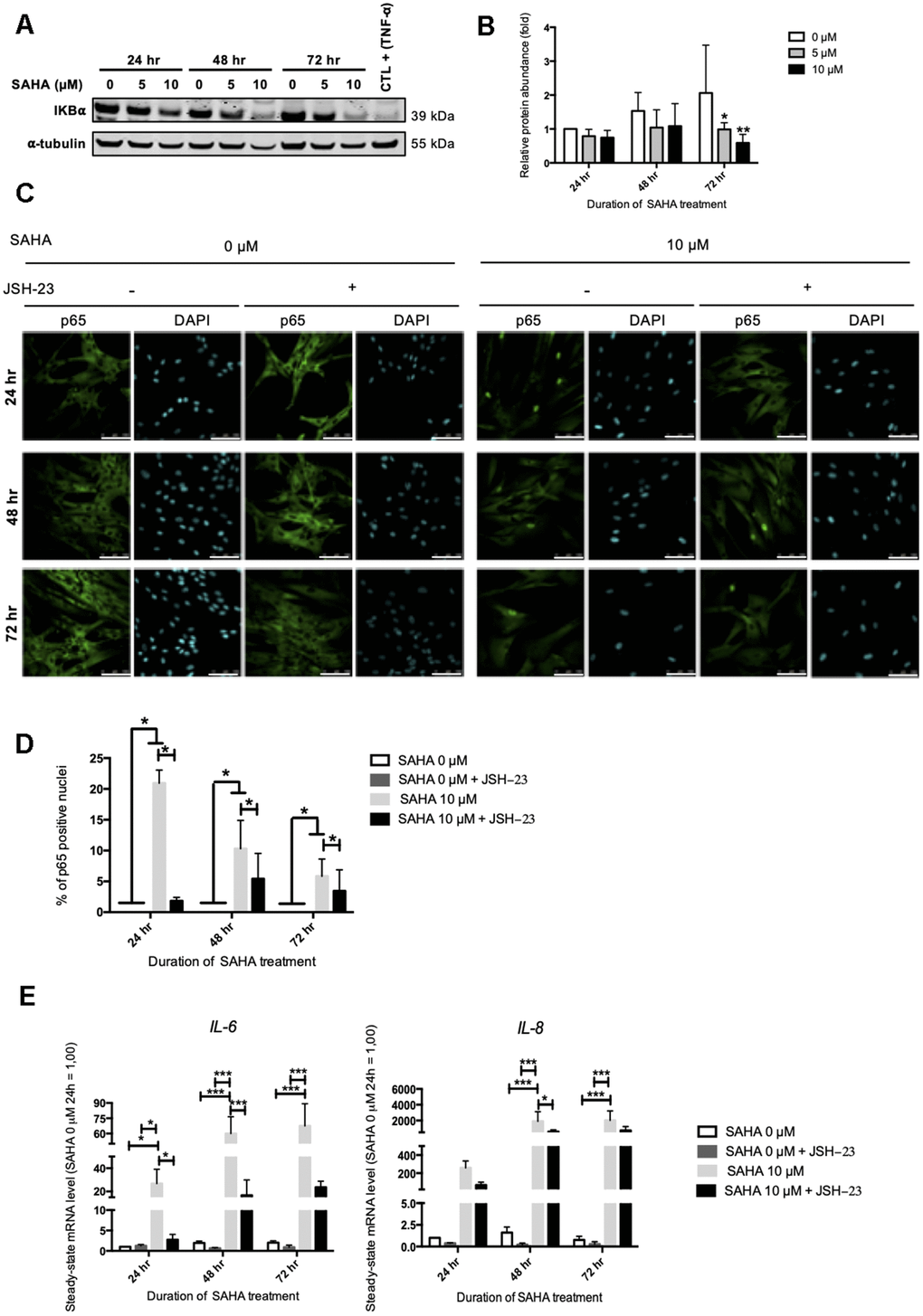 IL-6 and IL-8 expression observed after SAHA treatment is partly dependent on NF-κB activation. Cells at early passage were treated with 0, 5 or 10 μM of SAHA during 24, 48 or 72 hr in combination or not with JSH-23 treatment (NF-κB inhibitor) during 24 hr. (A) Representative Western blots showing IĸBα total protein abundance after SAHA treatment. AG04431 dermal fibroblasts treated with 20 ng/mL of TNF-α during 20 minutes were used as positive control for IĸBα degradation. α-tubulin was used as loading control. (B) Quantification of the relative protein abundance of IĸBα. Signal intensities were quantified and normalized relative to the abundance of α-tubulin and are expressed relative to the control condition (0 μM SAHA, 24 hr). (C) Immunofluorescence analysis of p65 (green) nuclear translocation. Nuclei were labelled with DAPI (blue). Cells were visualized with confocal microscopy (scale bar = 50 μM). (D) Quantification of the percentage of p65 positive nuclei. (E) Steady-state mRNA level of IL-6 and IL-8. GAPDH was used as housekeeping gene. Results are expressed as fold induction in comparison with control fibroblasts (0 μM SAHA, 24 hr). Statistical analyses were performed using an ANOVA II (*: p