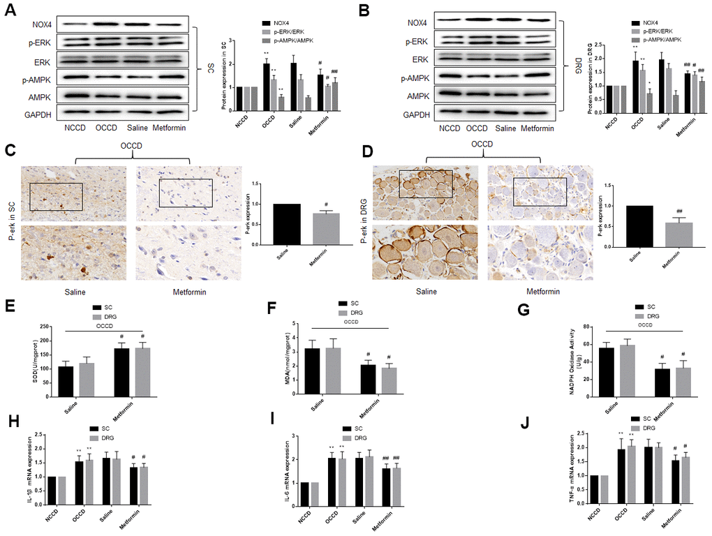 AMPK activation in obese CCD rats reduces the ERK phosphorylation, NOX4 expression, oxidative stress and inflammatory response in L4, L5 spinal cord and DRG of obese CCD rats. (A–D) The expression of p-AMPK, AMPK, p-ERK, ERK, and NOX4 in nervous tissue of rats were determined by western blot and immunohistochemistry. (E–G) SOD, MDA, NADPH oxidase activity in the nervous tissue were detected by kit. (H–J) IL-1β, IL-6, and TNF-α mRNA levels in nervous tissue were detected by PCR. N = 10-15 per group, *P P #P ##P 