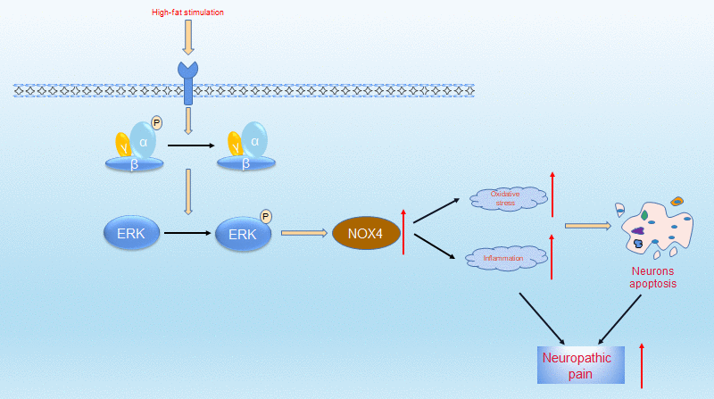 Proposed mechanisms by which obesity leads to increased neuropathic pain. Under high-fat environment, AMPK is inactivated in neuronal cells, then ERK is activated, thus the expression of NOX4 is elevated. These changes elevate intracellular levels of oxidative stress and inflammation, which ultimately leads to neuronal apoptosis. These pathologies resulted in increased neuropathic pain.