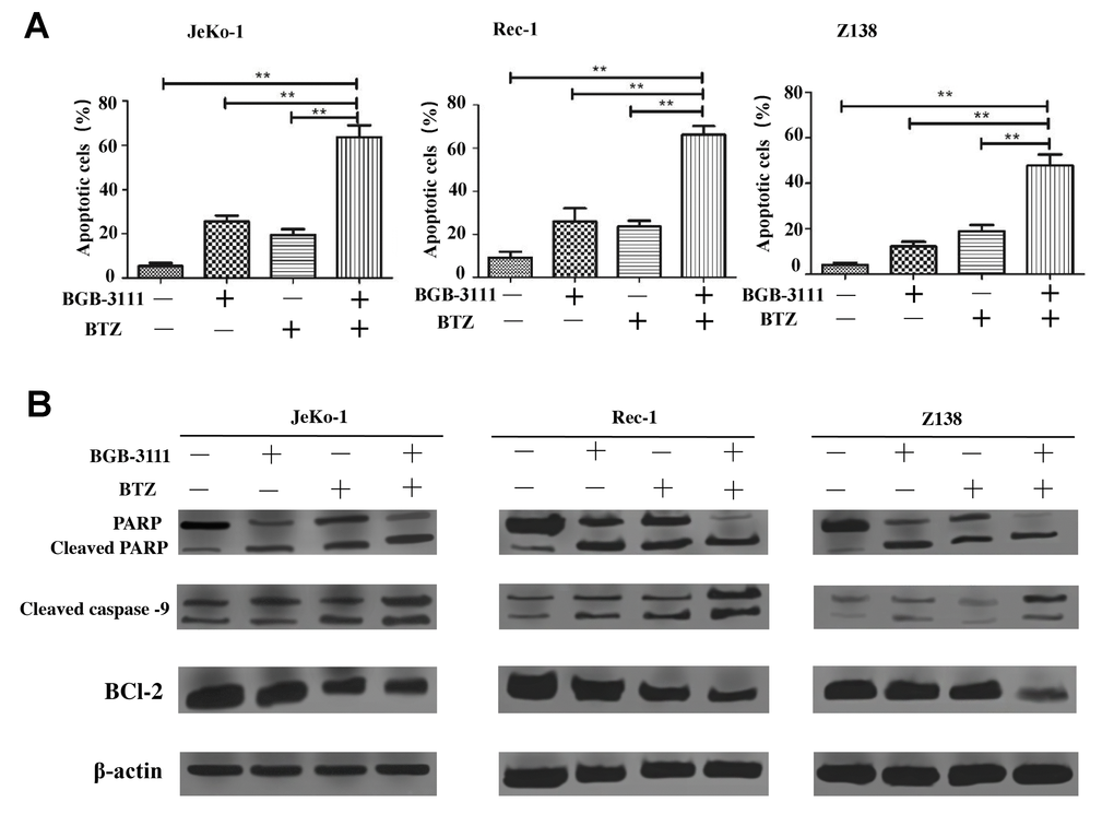 Low-dose BTZ enhances the cell apoptotic effect induced by low-dose BGB-3111 in the MCL cells. (A) Cell apoptotic distribution of the Jeko-1, Rec-1, and Z138 cells after being treated with low-dose BGB-3111, low-dose BTZ, and their combination for 48 h. (B) The cell apoptotic rate was detected by flow cytometry. **p 
