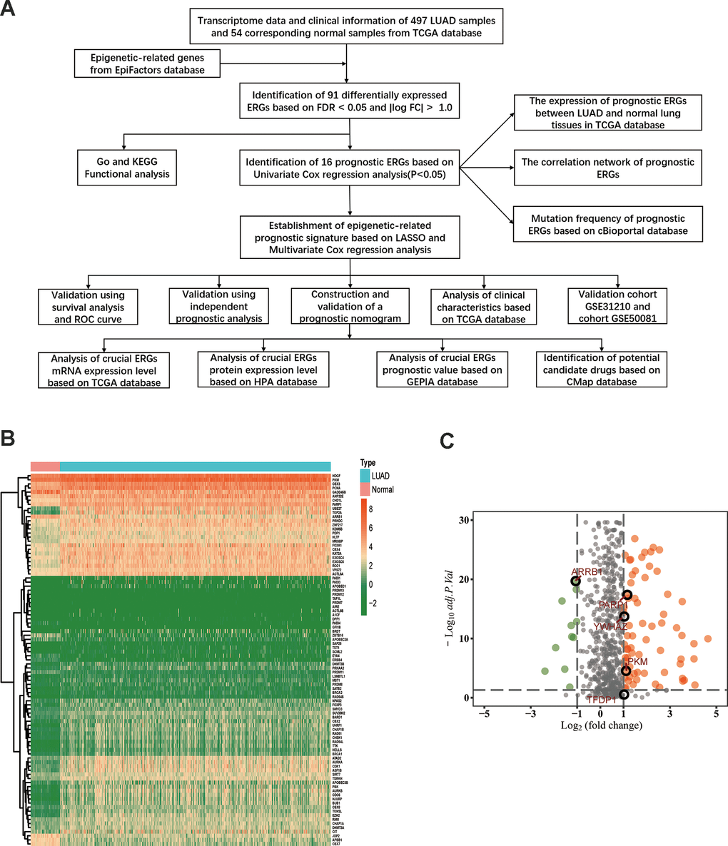 Differentially expressed epigenetic-related genes (ERGs) in lung adenocarcinoma (LUAD). (A) A flow diagram of the study. (B) Heatmap of ERGs between LUAD and nontumor tissues in TCGA database. The color from green to orange represents the progression from low expression to high expression. (C) Volcano plot of ERGs in TCGA database. The orange dots in the plot represents upregulated genes and green dots represents downregulated genes with statistical significance. Gray dots represent no differentially expressed genes.