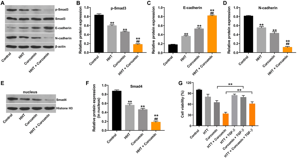 Combination of curcumin with HHT inhibited the EMT in lymphoma cells by inhibiting the TGF-β1/Smad3 signaling pathway. Raji cells were treated with 5 ng/mL HHT or/and 10 μM curcumin for 72 h. (A) p-Smad3, Smad3, E-cadherin, and N-cadherin expression were measured in Raji cells using Western blotting. (B, C, D) Relative cellular p-Smad3, E-cadherin, and N-cadherin normalized to Smad3, β-actin, and β-actin, respectively. (E, F) Nuclear Smad4 expression in Raji cells was measured by Western blotting. Relative Smad4 expression was determined by normalizing to Histone H3. **P ##P G) Raji cells were treated with HHT and curcumin for 72 h or treated with HHT, curcumin and TGF-β. CCK-8 assay was used to measure cell viability. **P 