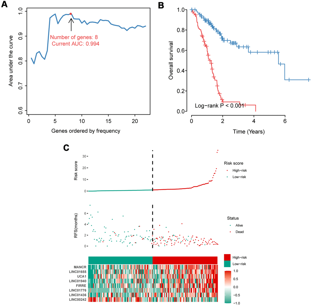 Construction and evaluation of the eight-IRlncRNA signature. (A) Eight-IRlncRNA signature constructed by iterative Lasso Cox regression. (B) Kaplan-Meier curves for the high- and low-risk groups. (C) Risk score analysis including distribution, survival status, and the heatmap.