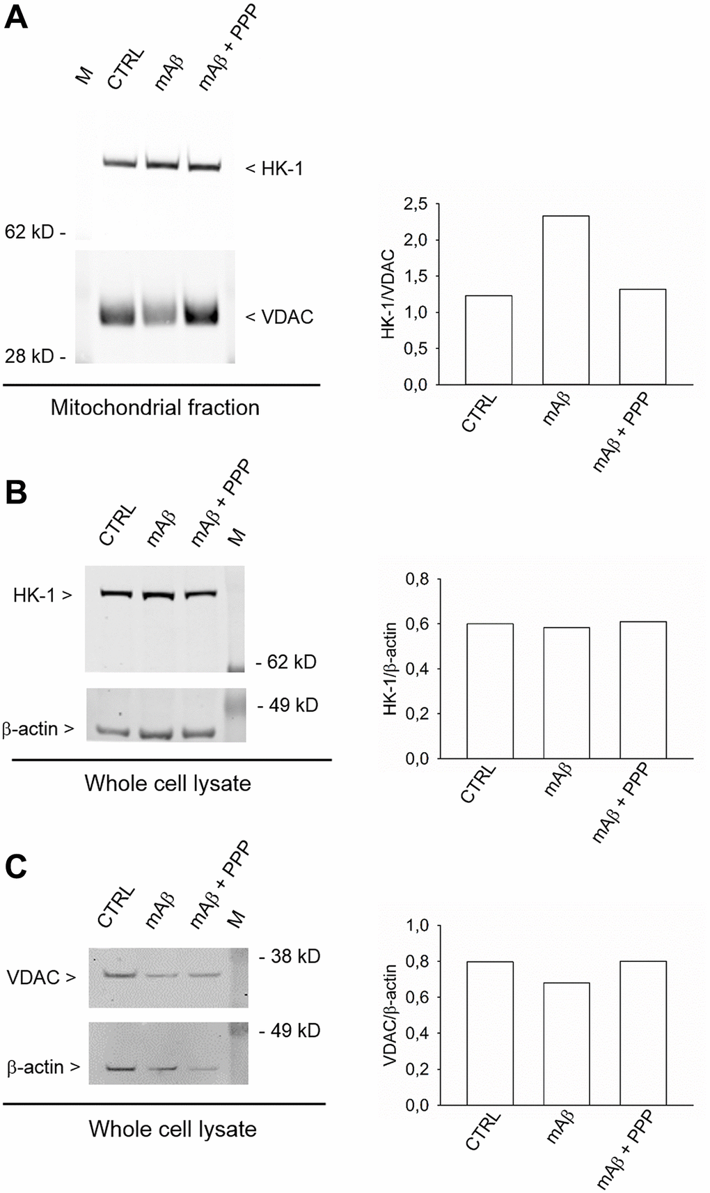 Synthetic Aβ42 monomers enhanced the mitochondrial abundance of HK-1 without altering the total protein content. In (A), the western blot analysis of HK-1 in the mitochondrial fraction of neurons that, following glucose deprivation and replenishing, were exposed to Aβ42 monomers in the absence (mAβ, 100 nM for 40 min) and in the presence of 500 nM PPP (mAβ ± PPP). Densitometric values of HK-1, normalized on VDAC signals, are represented in the graph bars (right). In (B and C), the western blot analysis of HK-1 and VDAC, respectively, in the whole neuronal lysate. Densitometric values of HK-1 or VDAC, normalized on β-actin signals, are represented in the respective graph bars (right). The whole cell lysate and the mitochondrial fraction were derived from the same experiment, but proteins were loaded in different amounts/gel (15 μg in (A), 20 μg in (B) and 10 μg in (C)) to avoid the saturation of hybridization signals. The experiment was repeated twice with similar results. Hybridization signals were detected with the Odyssey infrared imaging system in their original green or red colors and automatically converted into greyscale. M = protein marker.