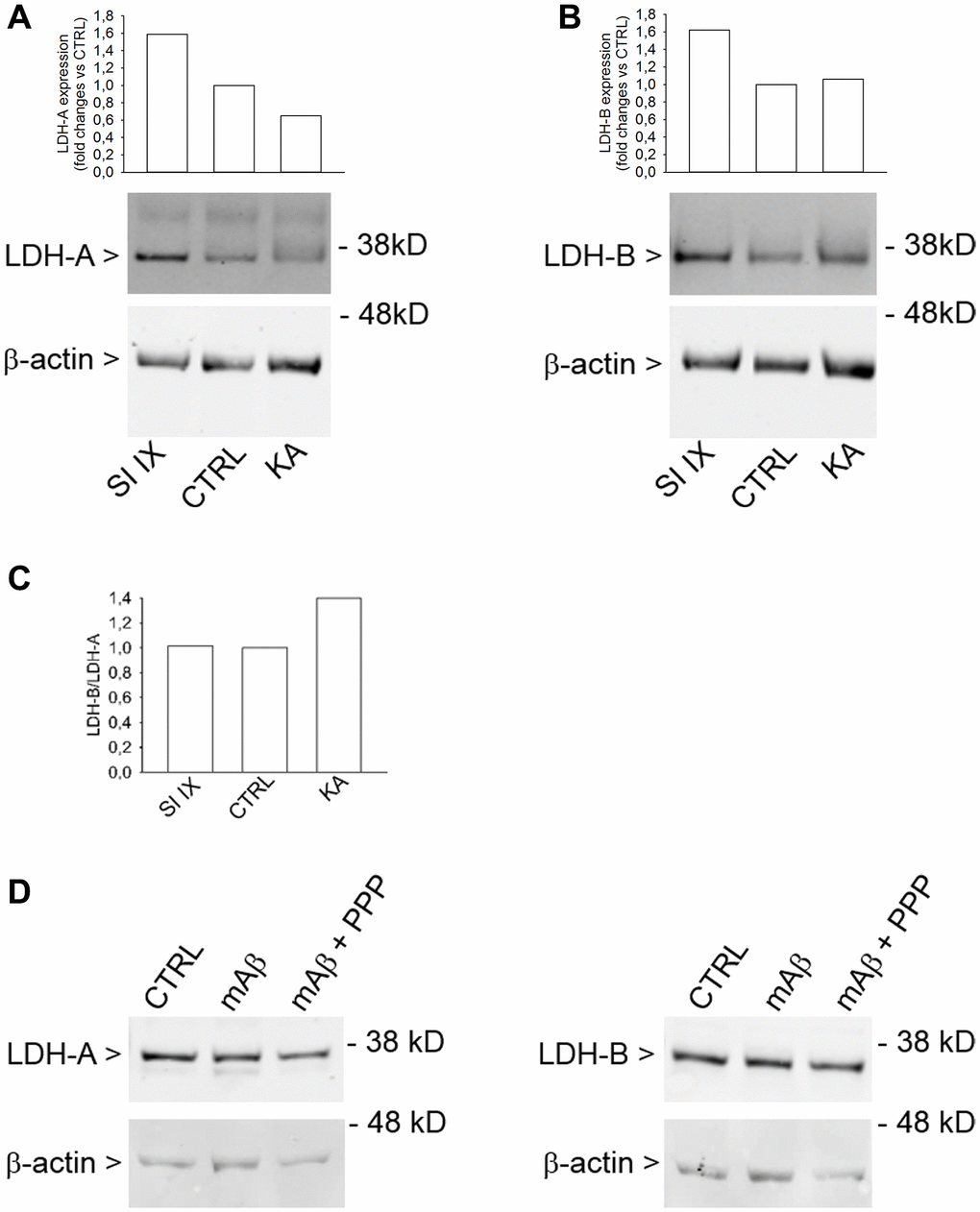 Increased LDH-B/LDH-A expression ratio in neurons challenged with kainate. Western blot analysis of LDH-A (A) and LDH-B (B) in lysates obtained from neurons that were deprived from glucose for 2 hr before returning to 3 mM glucose. Kainate (KA, 100 μM for 40 min) reduced LDH-A (A) without affecting LDH-B expression (B). γ-Secretase inhibitor IX (SI IX), 100 nM during glucose deprivation and for 40 min following glucose re-addition, increased both LDH-A (A) and LDH-B (B) expression. In (A and B), graph bars represent fold changes of LDH-A and LDH-B over the respective control (CTRL). Densitometry signals were normalized on β-actin. In (C), graph bars represent the ratio between LDH-B and LDH-A values as expressed in (B and A), respectively. The experiment was repeated twice with similar results. Hybridization signals were detected with the Odyssey infrared imaging system in their original green or red colors and automatically converted into greyscale. In (D), western blot images of LDH-A and LDH-B in lysates from neurons that, following glucose deprivation and replenishing, were exposed to Aβ42 monomers in the absence (mAβ, 100 nM for 40 min) and in the presence of 500 nM PPP (mAβ + PPP). None of the treatments modified LDH-A or LDH-B expression.