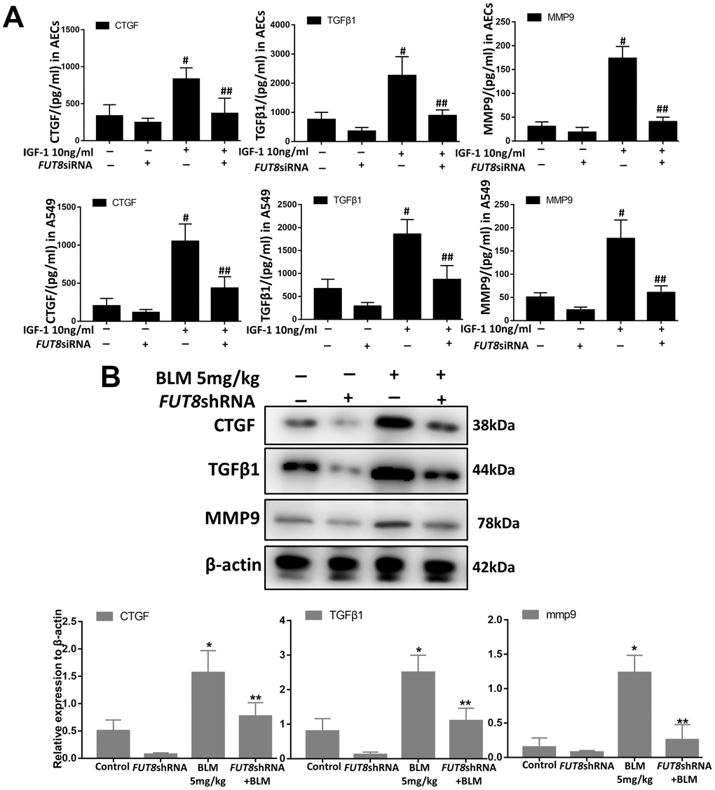 CTGF, TGF1, and MMP9 were inhibited upon FUT8 knockdown in vitro and in vivo. (A) A549 and AECs were stimulated by IGF1 for 72 h, the supernatants were collected, and the levels of CTGF, TGF 1, and MMP9 were measured using ELISA. #P B) CTGF, TGF1, and MMP9 levels were assessed using western blotting analyses in vivo. *P 