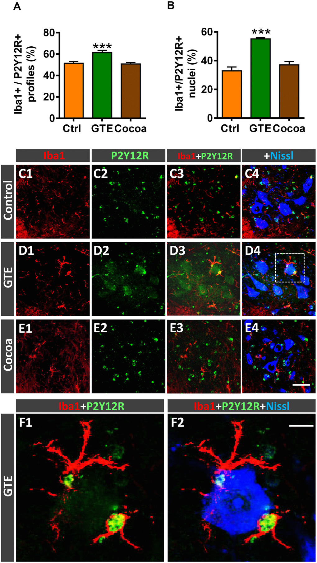 Impact of GTE- and cocoa-supplemented diets on P2Y12R expression in spinal cord microglia of old mice. Sections of lumbar spinal cords from mice of different experimental groups were double immunostained for Iba1 and P2Y12R. (A, B) Quantification of Iba1-positive profiles also exhibiting P2Y12R immunoreactivity (A) and of those displaying nuclear P2Y12R expression (B). (C1–F2) Representative confocal micrographs used for data analysis showing P2Y12R (green) in combination with Iba1 (red) and fluorescent Nissl staining (blue, for MN visualization), as indicated in panels. A higher magnification of area delimited by the dashed square in D4 is shown in (F1, F2). Note the nuclear expression of P2Y12R in Iba1-positive microglial cells in close contact with a MN. Data in the graphs are expressed as the mean ± SEM; a total of 40-50 images per experimental group were analyzed (number of animals per group: control [Ctrl] = 3, GTE = 4, cocoa = 5); ***p post hoc test). Scale bar: 50 μm in (E4) (valid for C1–E3) and 10 μm in (F2) (valid for F1).