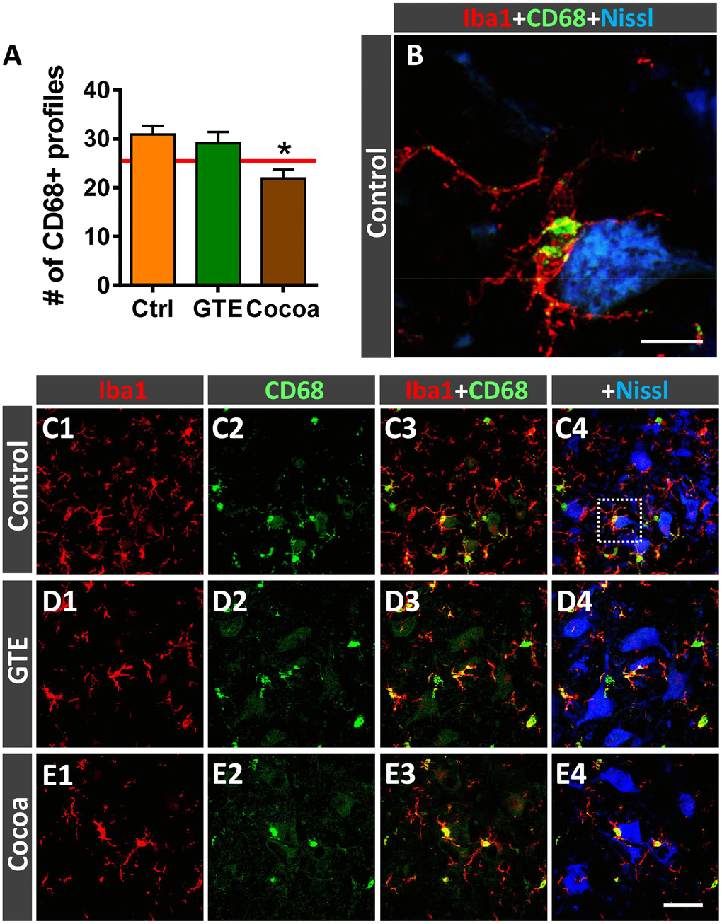Impact of GTE- and cocoa-supplemented diets on microglial activation in ventral horn spinal cord of old mice. Sections of lumbar spinal cords from mice of different experimental groups were double immunostained for Iba1 and CD68, a marker of activated phagocytic microglia. (A) Quantification of CD68-positive profiles around MNs in control, GTE and cocoa groups. (B–E4) Representative confocal micrographs used for data analysis showing CD68 (green) in combination with Iba1 (red) and fluorescent Nissl staining (blue, for MN visualization), as indicated in panels. A higher magnification of area delimited by the dashed square in C4 is shown in (B). Data in the graph are expressed as the mean ± SEM; a total of 40-50 images per experimental group were analyzed (number of animals per group: control [Ctrl] = 3, GTE = 4, cocoa = 5). *p post hoc test). Scale bar: 10 μm in (C) and 50 μm in (E4) (valid for C1–E3).