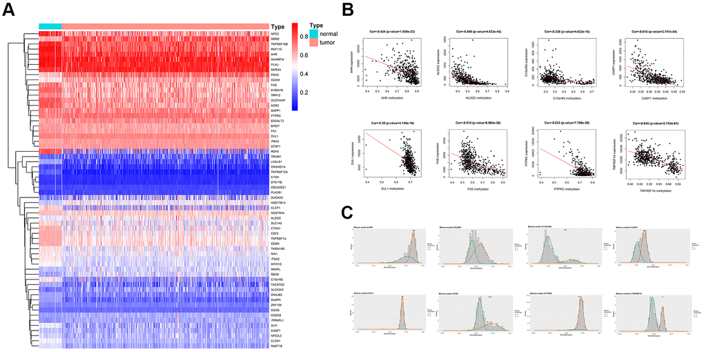 Overview of methylation driven genes in TC. (A) Heatmap of 62 methylation driven genes in TC. (B) Representative correlation plots of the MDGs, reflecting the correlation between expression and methylation levels of genes. (C) Representative distribution plots of MDGs, reflecting the distribution of methylation values.