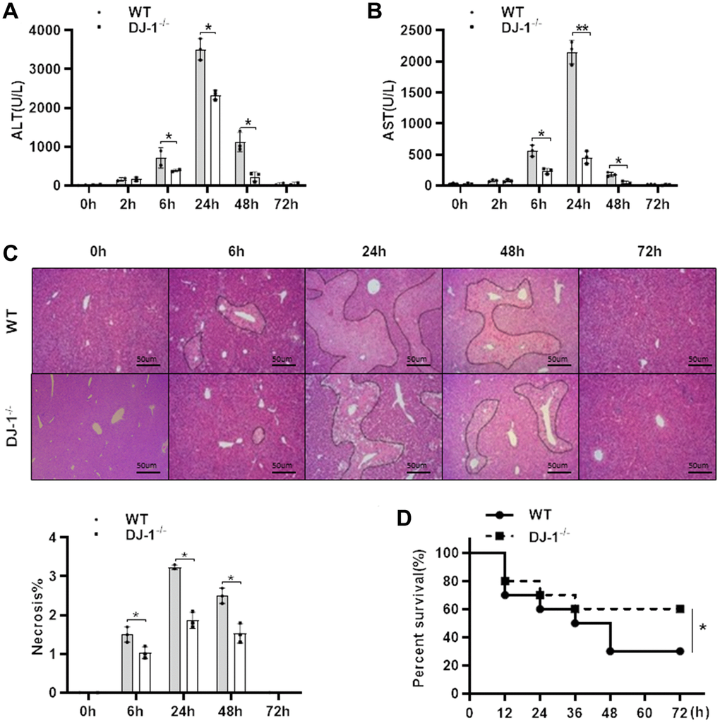 Ablation of DJ-1 protects APAP-induced acute liver injury and mortality in mice. Fasted WT and DJ-1−/− mice were intraperitoneal injected with a single dose 300 mg/kg of APAP. Serum levels of ALT (A) and AST (B) were shown at the indicated time points after APAP injection (n = 4–6). (C) Representative images of HE staining of liver tissues of WT and DJ−/− mice at the indicated time points after APAP intraperitoneal injection (origin magnification ×100). (D) Survival rate of WT and DJ-1−/− mice after APAP (500 mg/kg) administration (n = 10 in each group). Data are shown as means ± SD, *P 