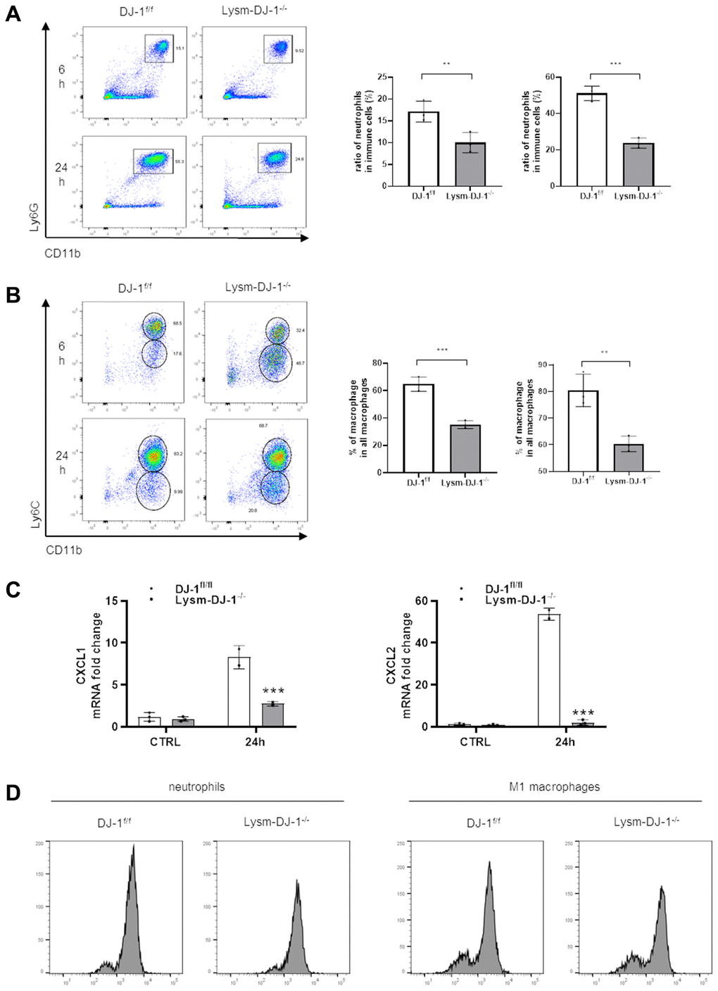 Myeloid DJ-1 deficiency attenuates APAP induced hepatic inflammatory reaction via less ROS production and chemokines induction. Fasted DJ-1fl/fl and Lysm-DJ-1−/− mice were intraperitoneal injected with a single dose of 300 mg/kg of APAP. Quantification of Ly6G+CD11b+ neutrophils (A) and Ly6C+CD11b+ macrophages (B) by flow cytometry (n = 4). (C) Quantification of CXCL1 and CXCL2 expression in liver tissue 24 h after APAP challenge (n = 5–8). (D) Quantification of cellular ROS levels by oxidized DCFDA and flow cytometry in neutrophils and macrophages isolated from DJ-1fl/fl and Lysm-DJ-1−/− mice (n = 4). Data are shown as the means ± SD, *P **P ***P ****P 