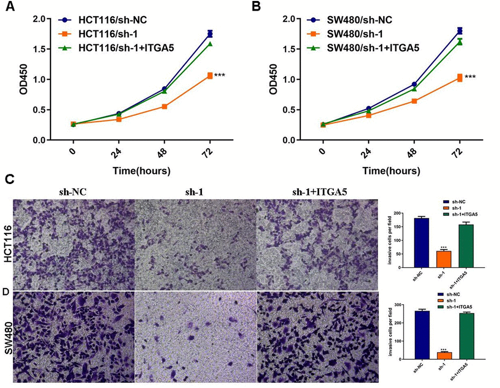 ITGA5 was able to rescue the effects of ABHD11-AS1 deficiency in CRC. (A) The proliferation curve of HCT116 cells with indicated administrations measured by CCK-8 assay. (B) The proliferation curve of SW480 cells with indicated administrations measured by CCK-8 assay. (C) Transwell assay to analysis invasion of HCT116 cell with indicated administrations. (D) Transwell assay to analysis invasion of SW480 cell with indicated administrations. ***P