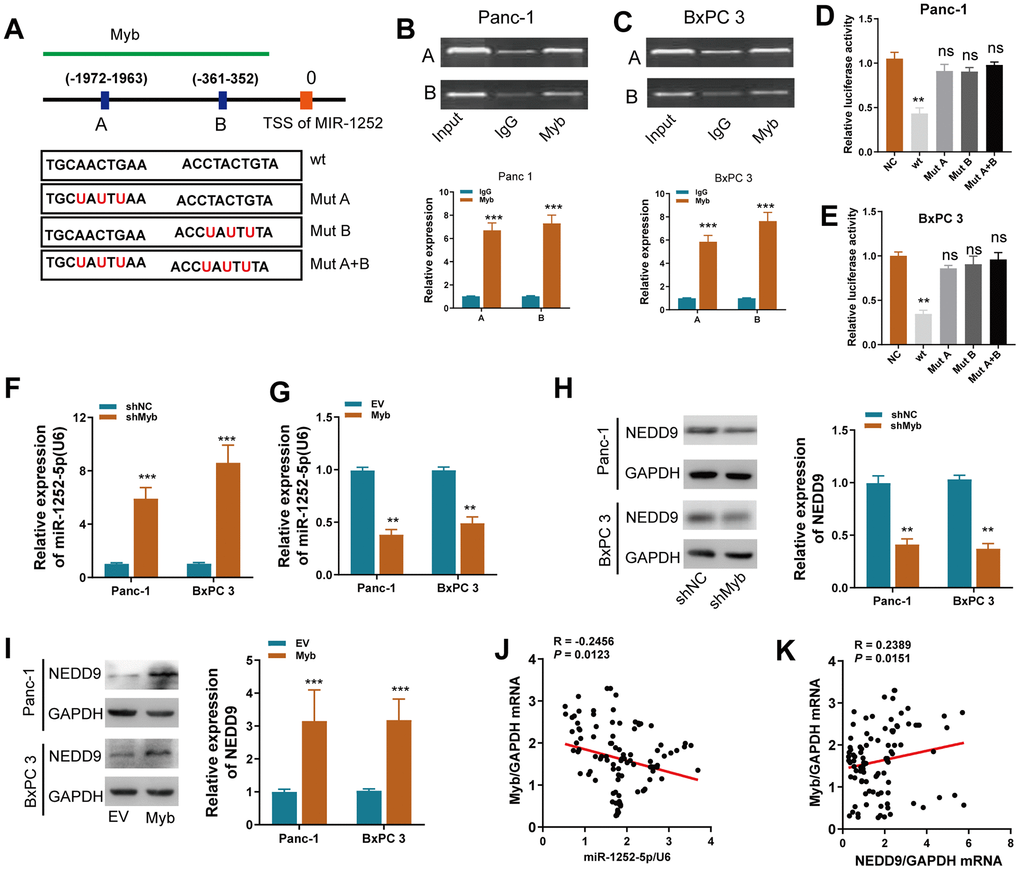 Myb regulated miR-1252-5p/NEDD9 axis at the transcriptional level in PAC. (A) Schematic of the promoter regions of miR-1252 with potential Myb binding sites and the wild-type (wt) and mutant-type (mut) sites. (B, C) ChiP assay analyses of chromatin-bound antibody against Myb in PAC cells. IgG antibody was used as a negative control. (D, E) Dual-luciferase reporter assay in PAC cells. The relative luciferase activity was normalized to the Renilla luciferase activity. (F, G) qRT-PCR assay analyses of miR-1252-5p expression in PAC cells after transfection with the indicated vectors. (H, I) Western blot assay analyses of NEDD9 expression in PAC cells after transfection with the indicated vectors. J-K, The correlation of Myb mRNA with miR-1252-5p (J) or NEDD9 mRNA (K) in human PAC tissues (n = 102). CDS, coding sequence; PAC, pancreatic cancer; ns, not significant. Data are presented as mean ± SD from triplicate experiments. **P P 