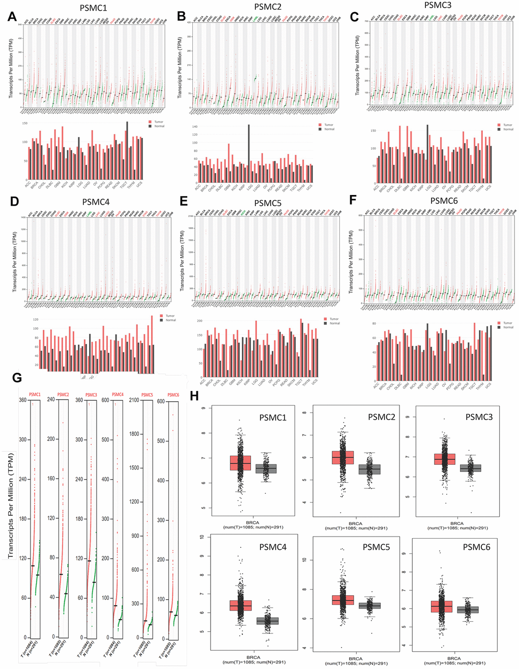 Transcript expressions of proteasome 26S subunit, ATPase (PSMC) genes in breast cancer. (A–F) Expressions of PSMC members in multiple types of cancer. (G, H) Transcript expressions of PSMC members in clinical breast cancer patients. Red bar and box plots show tumor expression while green/gray colors represent normal breast tissues.