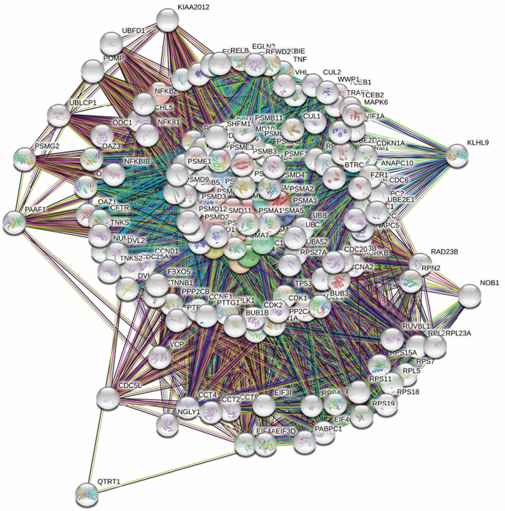 Network analysis of protein-protein interactions (PPIs) by the STRING platform. Genes associated with the proteasome 26S subunit, ATPase (PSMC) family were uploaded to the STRING platform to establish the network. Using k-means clustering, the network was further separated into different clusters.