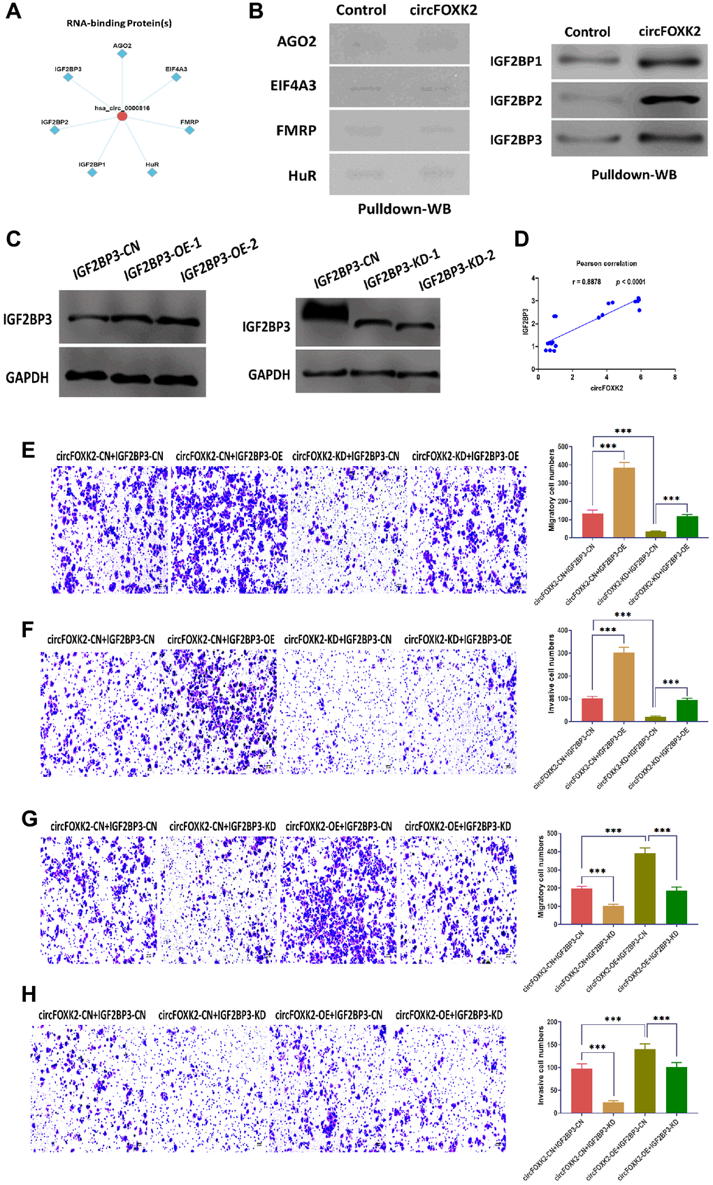IGF2BP3 is critical for the effect of circFOXK2 on BC metastasis. (A) Prediction of RNA-binding proteins of circFOXK2. (B) Interaction between circFOXK2 and IGF2BP1, IGF2BP2, IGF2BP3, EIF4A3, FMRP, HuR, and AGO2, as determined by RNA pulldown and Western blotting assay. (C) Protein expression of IGF2BP3 in BT-549 cells transfected with IGF2BP3-expressing plasmids or IGF2BP3-specific small interfering RNA (siRNA). (D) Pearson correlation between the expressions of circFOXK2 and IGF2BP3. (E and G) Rescue experiments for the migration ability of BT-549 cells treated as indicated. Scale bar: 20 μm. (F and H) Rescue experiments for the invasion ability of BT-549 cells treated as indicated. Scale bar: 20 μm. Data were represented as mean ± SD. Each experimental group had at least three replicates. *p **p ***p 