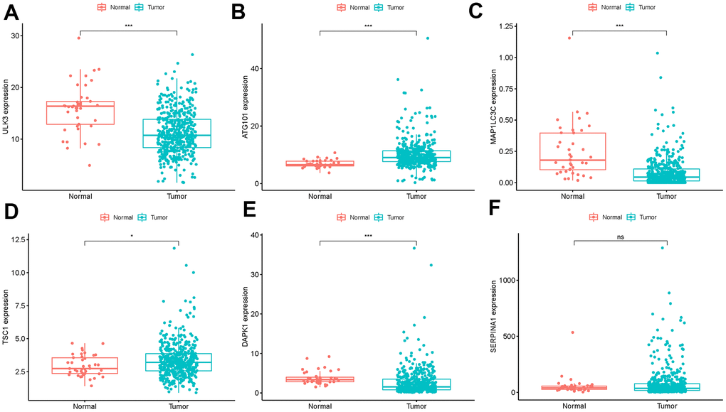 Expression of the 6 ARGs in colon cancer (n=473) and normal samples (n=41) with unpaired t test. (A) ULK3, (B) ATG101, (C) MAP1LC3C, (D) TSC1, (E) DAPK1 (F) SERPINA1 (*PPP0.05).