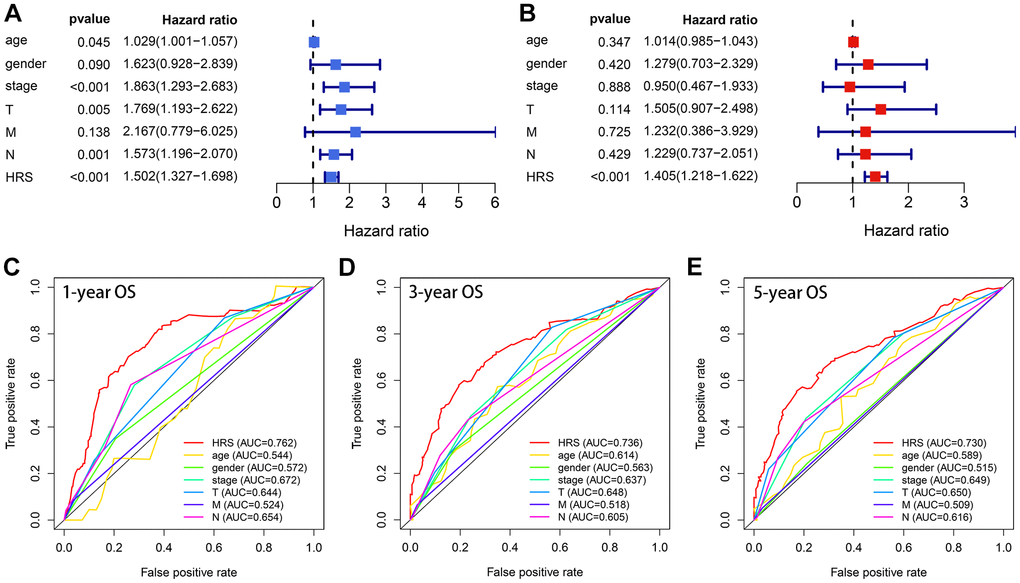HRS showed superiority in OS prediction compared with the clinicopathological features. (A, B) HRS was an independent prognosis predictor in univariate (A) and multivariate (B) analyses. (C–E) ROC analysis indicated HRS had better ability than the clinical traits in 1- (C), 3- (D) and 5-year (E) OS prediction.