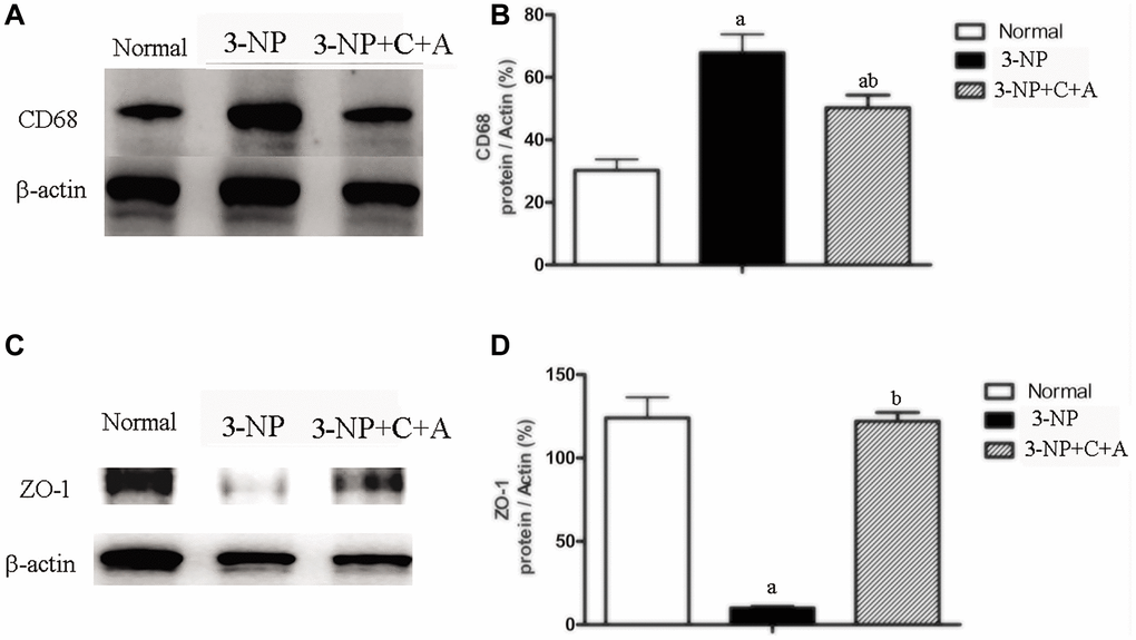 Western blot analyses of the levels of (A, B) CD68 (C, D) ZO-1 in the control, 3-NP, and 3-NP+C16+Ang-1 groups revealed that treatment with C16+Ang-l can suppress 3-NP-induced inflammation, protect the blood vessels and promote neuroprotection. Detection of CD68 indicated microglia/macrophage activation. Zonula occludens protein-1 (ZO-1) is a marker protein for tight junctions in epithelial cells. ZO-1 protein is often destroyed in 3-NP-induced dystonia. Scale bar = 100 μm. aP bP 
