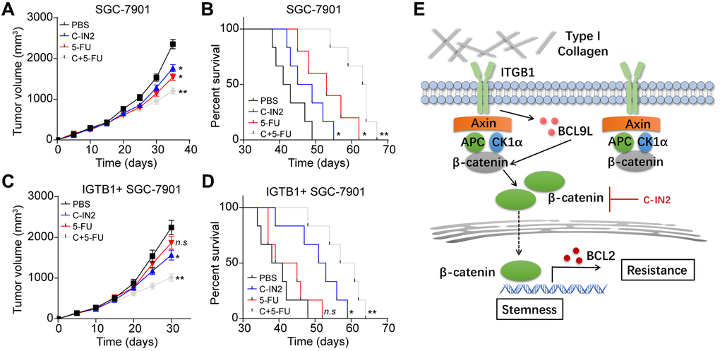 Blockade of β-catenin signals improved outcome of chemotherapy. (A) Tumor volume of SGC-7901 bearing mice treated with PBS, C-IN2, 5-FU and C-IN2 combined with 5-FU. (B) Overall survival of SGC-7901 bearing mice treated with PBS, C-IN2, 5-FU and C-IN2 combined with 5-FU. (C) Tumor volume of ITGB1+ SGC-7901 bearing mice treated with PBS, C-IN2, 5-FU and C-IN2 combined with 5-FU. (D) Overall survival of ITGB1+ SGC-7901 bearing mice treated with PBS, C-IN2, 5-FU and C-IN2 combined with 5-FU. (E) Schematic diagram of ITGB1 induced tumor progression in gastric cancer. * Indicates P 
