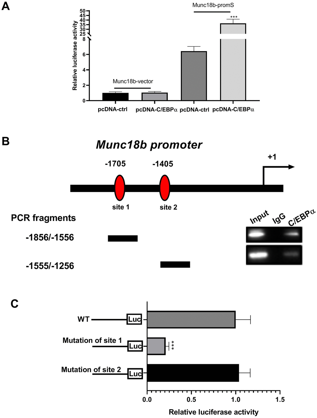 C/EBPα can directly bind to the promoter region of Munc18b. (A) CC16+ cells are transfected with both Munc18b promoter (-2000/200; Munc18b-promS) or empty pGL3-basic vector (Munc18b-vector) and C/EBPα plasmid or its corresponding empty vector control for 48 h, and then the cells are collected for luciferase activity detection. (B) ChIP assay is conducted in CC16+ cells with the anti-C/EBPα antibody. Interaction sites are identified by PCR for two possible C/EBPα binding sites in the Munc18b promoter. (C) Munc18b promoter with wild-type (WT) or mutation of the binding motif 1 or 2, and C/EBPα plasmid are co-transfected into CC16+ cells used in the luciferase assay. ***P 