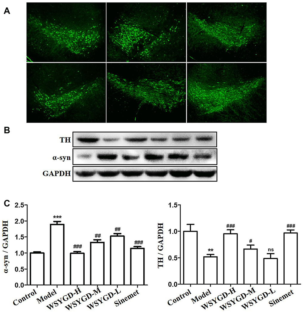 Immunofluorescence staining of TH protein in the substantia nigra of mice (A); Western blotting analysis (B) and quantification (C) of relative α-syn and TH protein abundance. Control: blank group; Model: rotenone-intoxicated group; WSYGD-H: high dosage group; WSYGD-M: medium dosage group; WSYGD-L: Low dosage group; Sinemet: positive control. **p