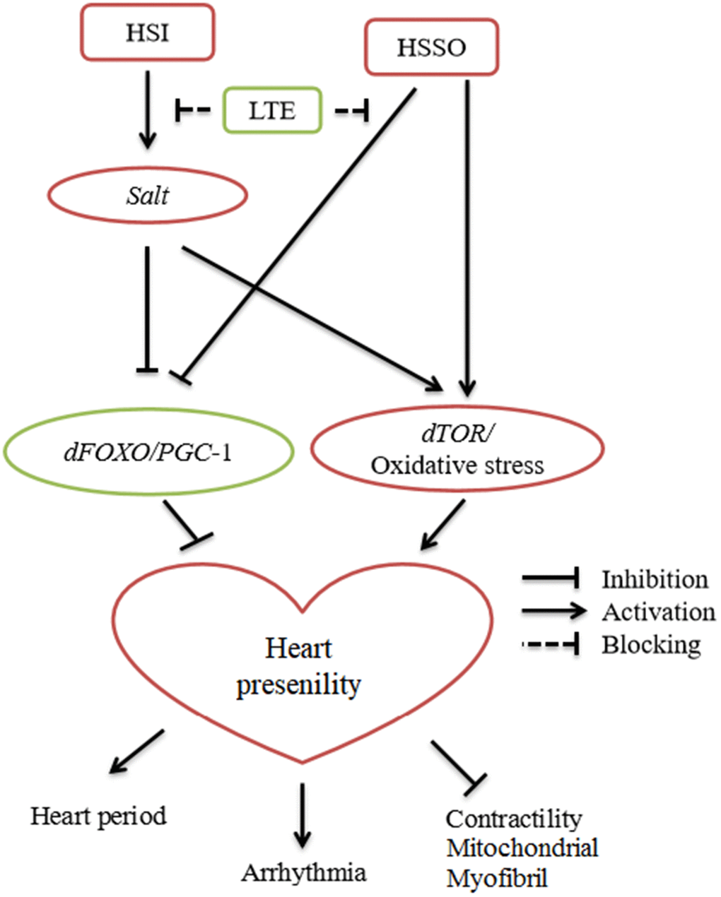 Current evidences suggested the relationship between high-salt intake (HSI), exercise training (ET), heart salt specific overexpression (HSSO), and heart presenility.