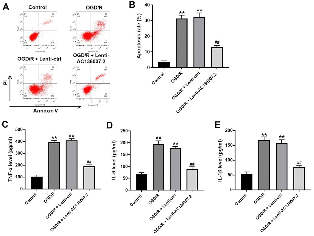 Overexpression of AC136007.2 decreases OGD/R-induced apoptosis and inflammatory cytokine release in SH-SY5Y cells. (A) Cell apoptosis was analyzed by flow cytometry after Annexin V/PI double staining. (B) Quantification of apoptosis rates from experiments like those shown in (A). (C–E) ELISA analysis of pro-inflammatory cytokine levels in cell culture supernatants. **p## p