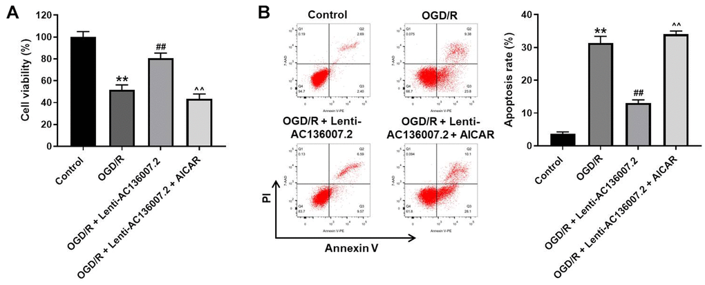 Autophagy inhibition mediates the cytoprotective effect of AC136007.2 against OGD/R-induced injury. (A) Cell viability was determined by the CCK-8 assay. (B) Cell apoptosis was analyzed by flow cytometry after Annexin V/PI double staining. **p## p