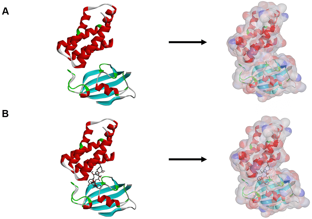 (A) The molecular structure of mTORC1. Initial molecular structure was shown, and the surface of the molecule was added. (B) The complex structure of mTORC1 with Rapamycin. Initial complex structure was shown, and the surface of the complex. was added. Blue represented positive charge, red represented negative charge.