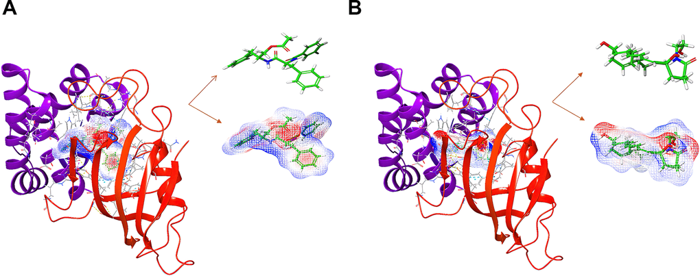 The molecular docking by Schrodinger. Ligands were docked into the defined binding pocket. Red represents positive charge; blue represents negative charge. (A) ZINC000013374324 to mTORC1; (B) ZINC000012495776 to mTORC1.