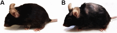 Female C57BL/6 mice used in the experiment. (A) 1.5 months; (B) 7-9 months.