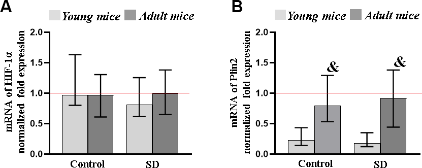 The level of transcription factor HIF-1α (A) and PLIN2 (B) genes expression in the mice brain after sleep deprivation modeling. Data are normalized to the reference gene (Oaz1), * - versus “SD young”, p≤0.05, the Kruskal-Wallis test.