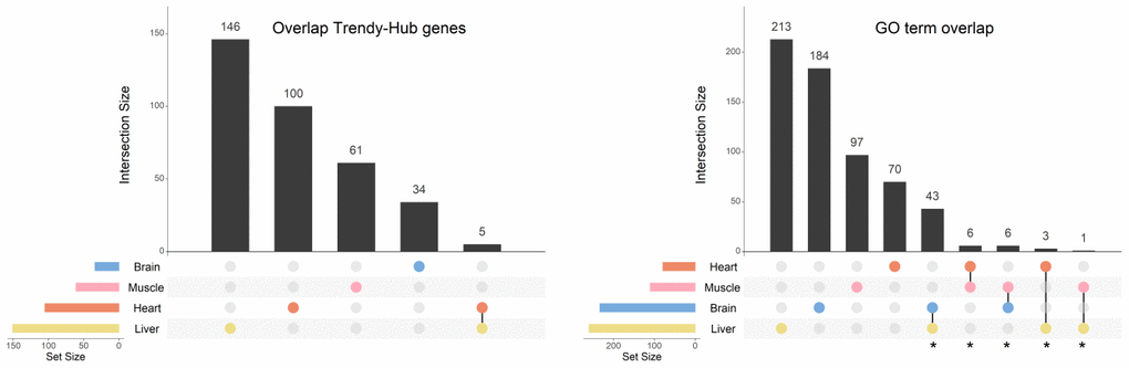 Overlap of genes and biological processes between the brain, heart, liver, and muscle. Upset plots depicting the gene overlap between Trendy genes, module genes, and hub genes per tissue (left), as well as the overlap of the enriched GO terms in the same tissues (right). Bars represent intersection size and colored circles depict the gene/GO term sets involved. Each tissue's gene list results from the intersection of Trendy, module, and hub genes. For this plot we considered all significantly age-associated modules and the significantly-sex associated modules with an observable increase/decrease in gene expression over time (i.e., liver tan, blue, cyan and Darkgrey modules, and muscle blue module). In tissues with more than one significant module (i.e. the heart, the muscle and the liver), the gene list results from the combination of each module's intersection, and the GO term list results from the combination of each module's GO terms. GO terms in common at least in two tissues were considered for further analysis (identified with *).