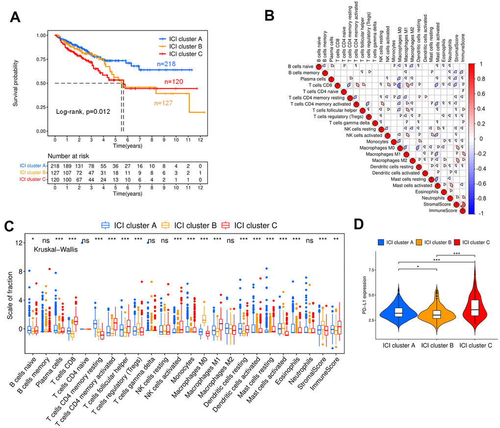ICI and immunophenotyping for colon cancer patients. (A) Kaplan-Meier curves for the three ICI clusters (Log-rank test, p=0.012). (B) Correlation analysis of tumor-infiltrating immune cells. Blue represents negative correlation, and red represents positive correlation. (C) Box plot showing the contents of tumor-infiltrating immune cells within three ICI clusters (Kruskal-Wallis test, ***pD) Expression analysis of PD-L1 within three ICI clusters (Kruskal-Wallis test, ***p